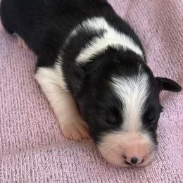 Girl 1 - Black and white female Border Collie puppy in Binger, Oklahoma from JM Cattle Co
