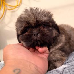 Oso - Sable male Shih Tzu puppy in Apple Valley, California from Garcia_shihtzu