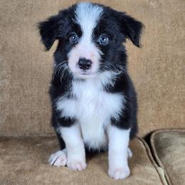 Avada Kedavra - Black and white female Border Collie puppy in Chicora, Pennsylvania from Riverwood