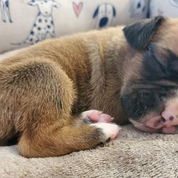 Boston Terriers and Boxers from Crystal's Puppies