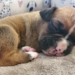 Boston Terriers and Boxers from Crystal's Puppies