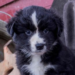 American Corgis, Australian Cattle Dogs, Miniature Australian Shepherds, and Pembroke Welsh Corgis from BarHigh711