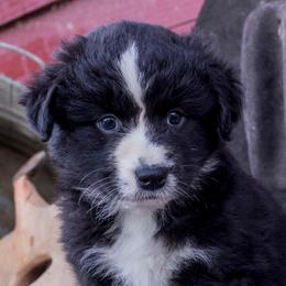 American Corgis, Australian Cattle Dogs, Miniature Australian Shepherds, and Pembroke Welsh Corgis from BarHigh711