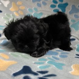 Molly - Black female Shih Tzu puppy in Jasper, Indiana from Jacob’s Shih Tzu & Shichon