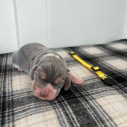 AKC yellow female - Blue tan and white female Beagle puppy in Shelley, Idaho from Idaho Beagles