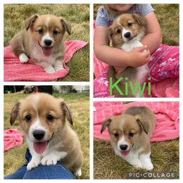 Pembroke Welsh Corgi Puppies from Morgan Corgis