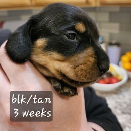 Standard Girl-Florence - Black and tan female Dachshund puppy in La Pine, Oregon from Lil Deschutes