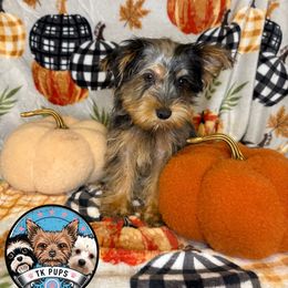 Batman - Blue and gold male Yorkshire Terrier puppy in Rochester, New York from TK PUPS
