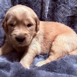 Dancer - Dark golden female Golden Retriever puppy in Seville, Ohio from Retriever Ranch