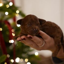 Brownie - Red  male Poodle puppy in Sacramento, California from bemi_toys