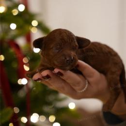 Brownie - Red  male Poodle puppy in Sacramento, California from bemi_toys
