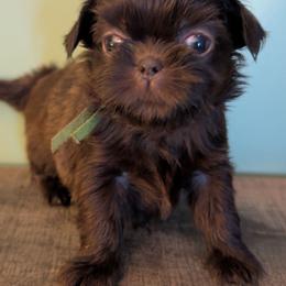 Walker - Chocolate male Shih Tzu puppy in Claxton, Georgia from Small Pawz Shih tzu