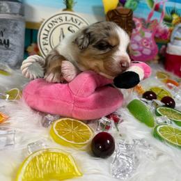 Sangria - Red merle female Australian Shepherd puppy in Fredericksburg, Virginia from Cooper Ridge Aussies