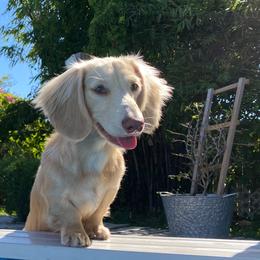 Dachshund All Grown Up from FloriDachs Miniature Dachshunds