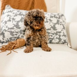 Gus - Chocolate merle male Bernedoodle puppy in Sharpsburg, Georgia from Steindoodles