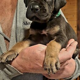 Great Dane Puppies from Lakefront Danes