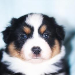 Miniature American Shepherd Puppies from Casita Miniature American Shepherds