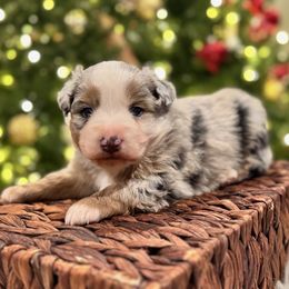 Ozzy - Blue merle male Miniature American Shepherd puppy in Ash Grove, Missouri from 3 Barrels Farms, LLC