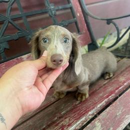 Nova - Fawn (isabella) and tan female Dachshund puppy in Bakersfield, California from Rosey Dachshund