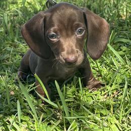Shai - Chocolate male Dachshund puppy in Dade City, Florida from Kingpindoxies