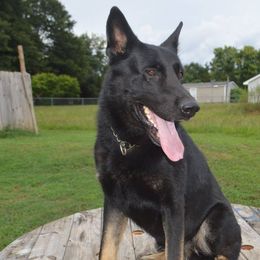 German Shepherd All Grown Up from Rathbone Kennels