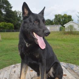 German Shepherd All Grown Up from Rathbone Kennels