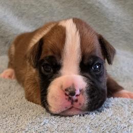 Molly - Fawn female Boxer puppy in Rocky Comfort, Missouri from Meredith's Boxer Puppies