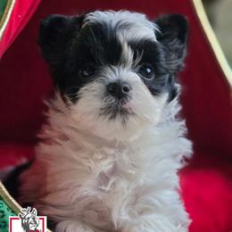 Jinu - Parti male Yorkshire Terrier puppy in California from Corazon de gigante