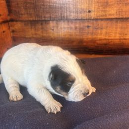 Boy 1 - Blue speckled male Australian Cattle Dog puppy in Mooresboro, North Carolina from Grog Creek Kennel