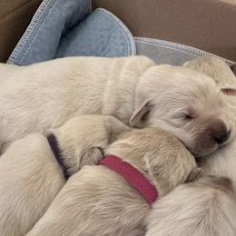 Boy 1 - Light golden male Golden Retriever puppy in Orland, California from Brownfield’s English Cream Golden Retrievers