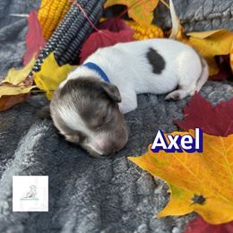 Axel - Dapple male Dachshund puppy in Waseca, Minnesota from Dragonfly Doxies