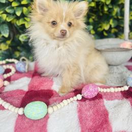 Kyra - Cream female Pomeranian puppy in Buck Valley, Pennsylvania from Buck Valley Pomeranians