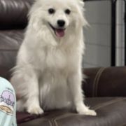 Lilly - American Eskimo Dog