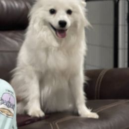 Lilly - American Eskimo Dog