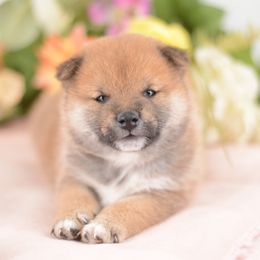 Riki - Red Boy - Red male Shiba Inu puppy in Neosho, Missouri from Sunny Terrace Shibas