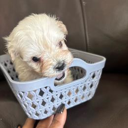 Dill - Wheaten male Miniature Schnauzer puppy in Hemet, California from Journee Home Mini Schnauzers