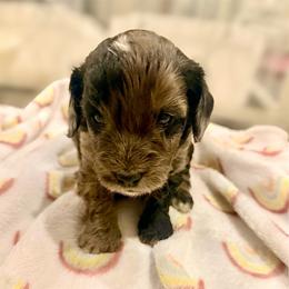 Simon light green collar - Merle male Goldendoodle puppy in North Branch, Michigan from Graceful Miniature Goldendoodles