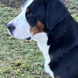 Godiva - Greater Swiss Mountain Dog
