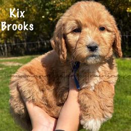 Kix Brooks - Apricot male Goldendoodle puppy in Lancaster, Minnesota from North Star Dog Training