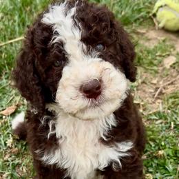 Duke - Brown and white male Aussiedoodle puppy in Denton, Maryland from Royal Conron Doodles
