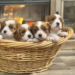 Cavalier King Charles Spaniel Puppies from The Cozy Cavaliers