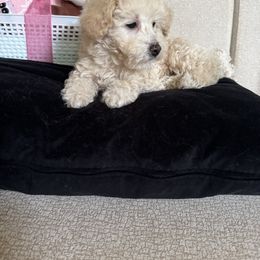 Girl 3 - White female Assorted Doodle Crosses puppy in Vancouver, Washington from Kovalenko Poodles