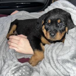 Rottweiler Puppies from Vom Arnold-Hause Rottweilers