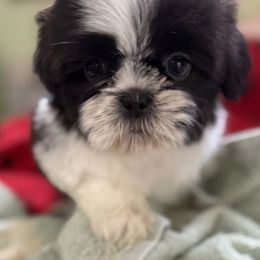 Brooks - Chocolate male Shih Tzu puppy in Stafford, Virginia from Bayview Pups