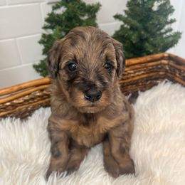 Wendy - Sable merle female Bordoodle puppy in Valley Center, California from Circle R Valley Bordoodls