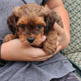 Snickers - Brown female Cavapoo puppy in Mooresville, North Carolina from Clearview Canines