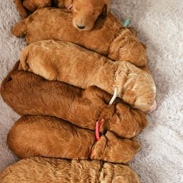 Goldendoodle Puppies from QP Doodles