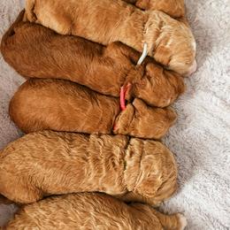 Goldendoodle Puppies from QP Doodles