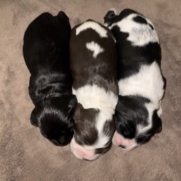 Cocker Spaniel Puppies from Chantels Spaniels