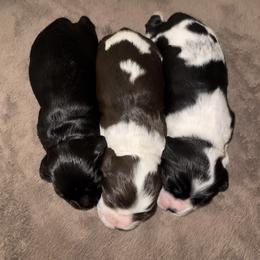 Cocker Spaniel Puppies from Chantels Spaniels
